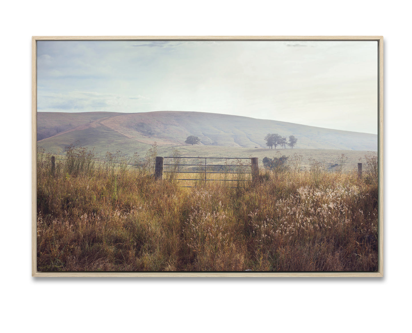 A Gate Near Dungog DU4149