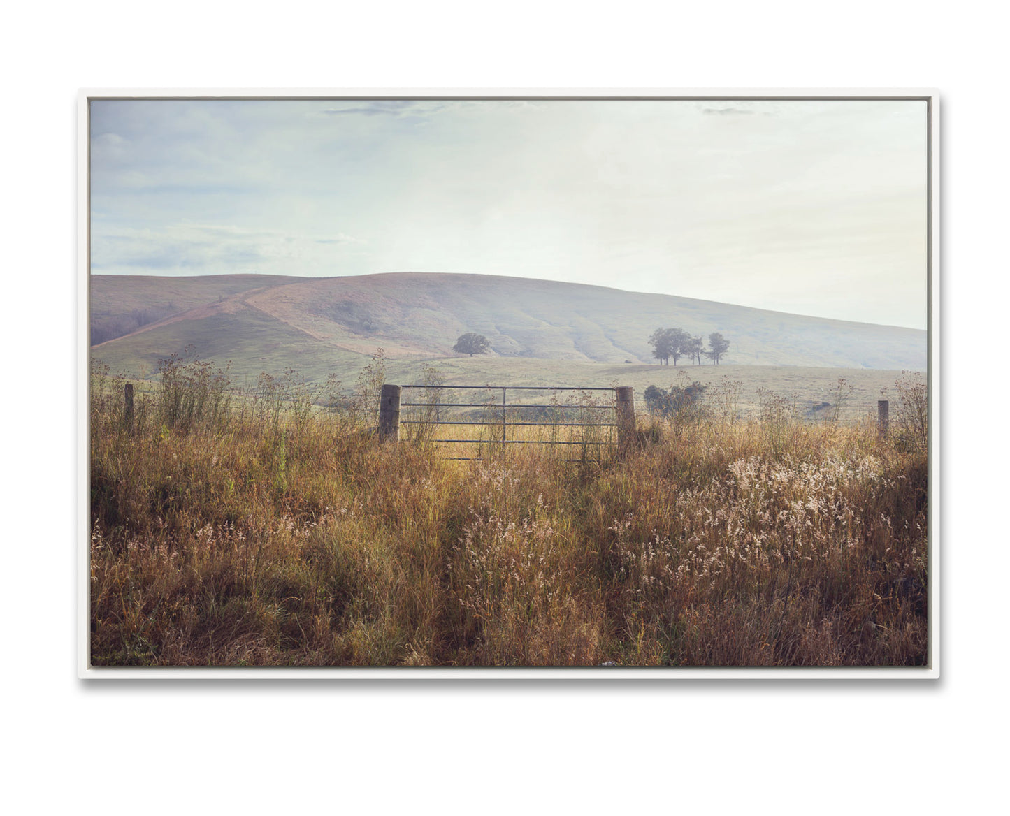 A Gate Near Dungog DU4149