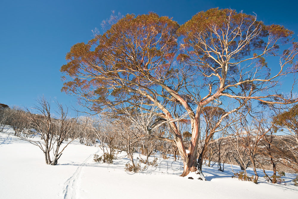 Snow Gums SN2419