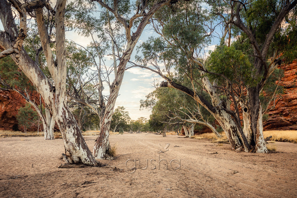 Dry Riverbed Photo