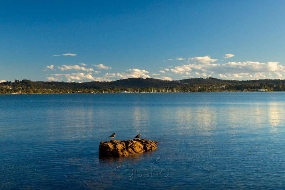 Photo of Surfside BAT0560 - Gusha