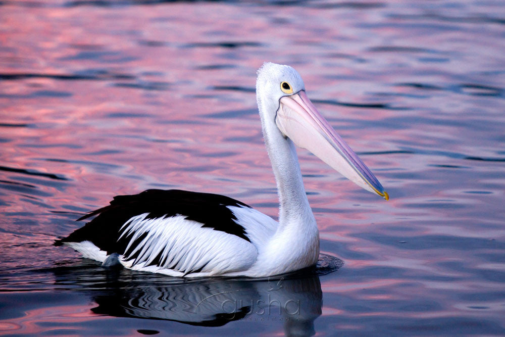Photo of Pelican BAT1133 - Gusha