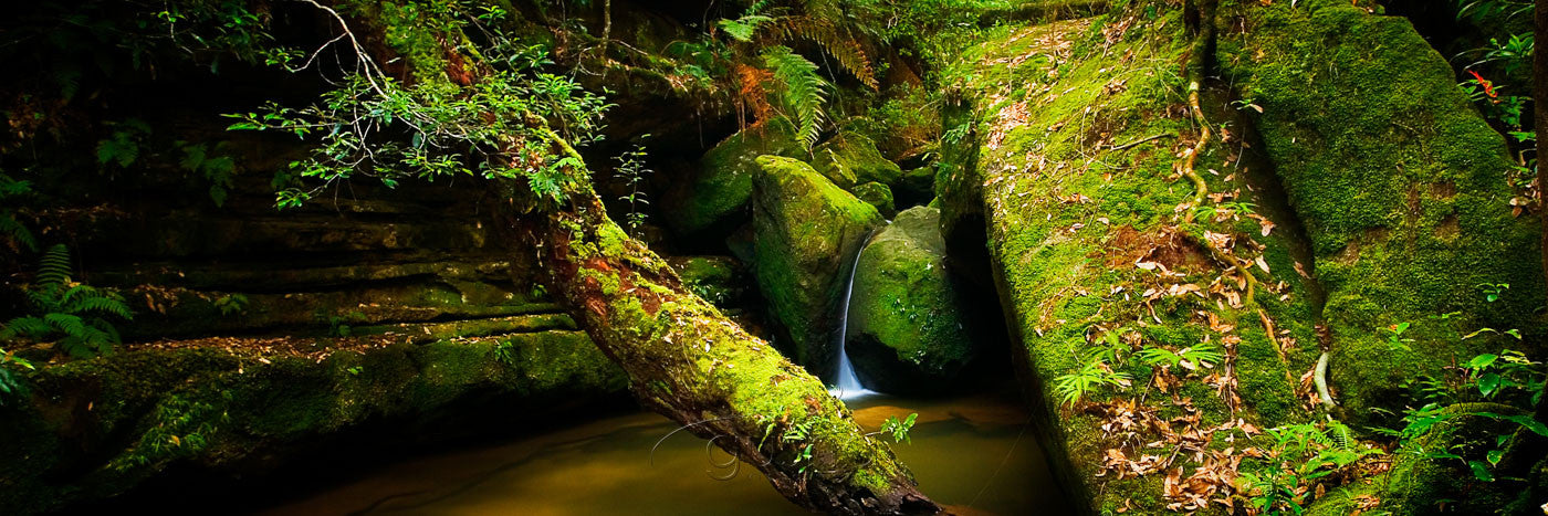 Photo of Blue Mountains BM0291 - Gusha