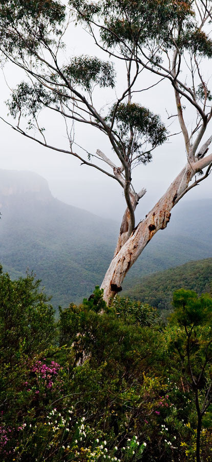 Photo of Blue Mountains BM0831 - Gusha