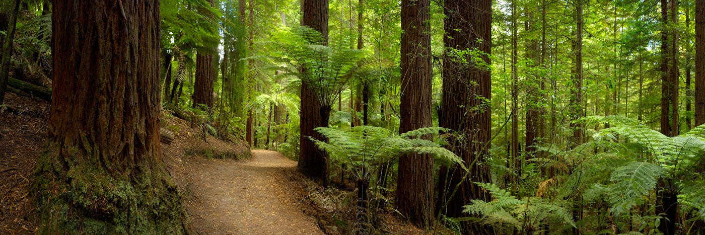 Photo of Redwood Forest BOP3140 - Gusha