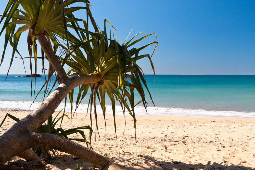 Photo of Korora Bay COF2036 - Gusha