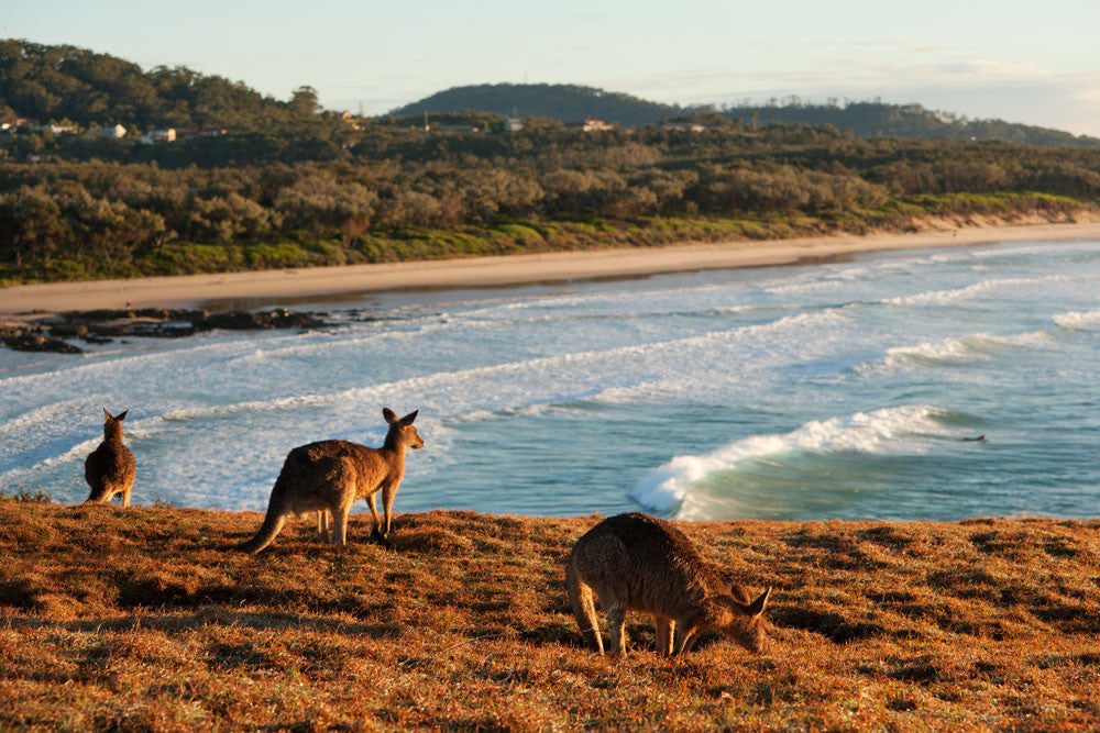 Photo of Emerald Beach COF2378 - Gusha