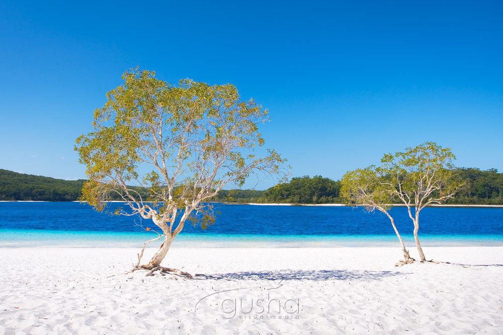 Photo of Lake McKenzie FI0370 - Gusha