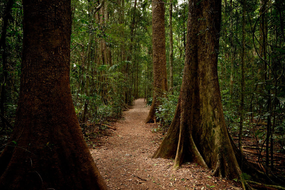 Photo of Mary Cairncross Park GHM1836 - Gusha