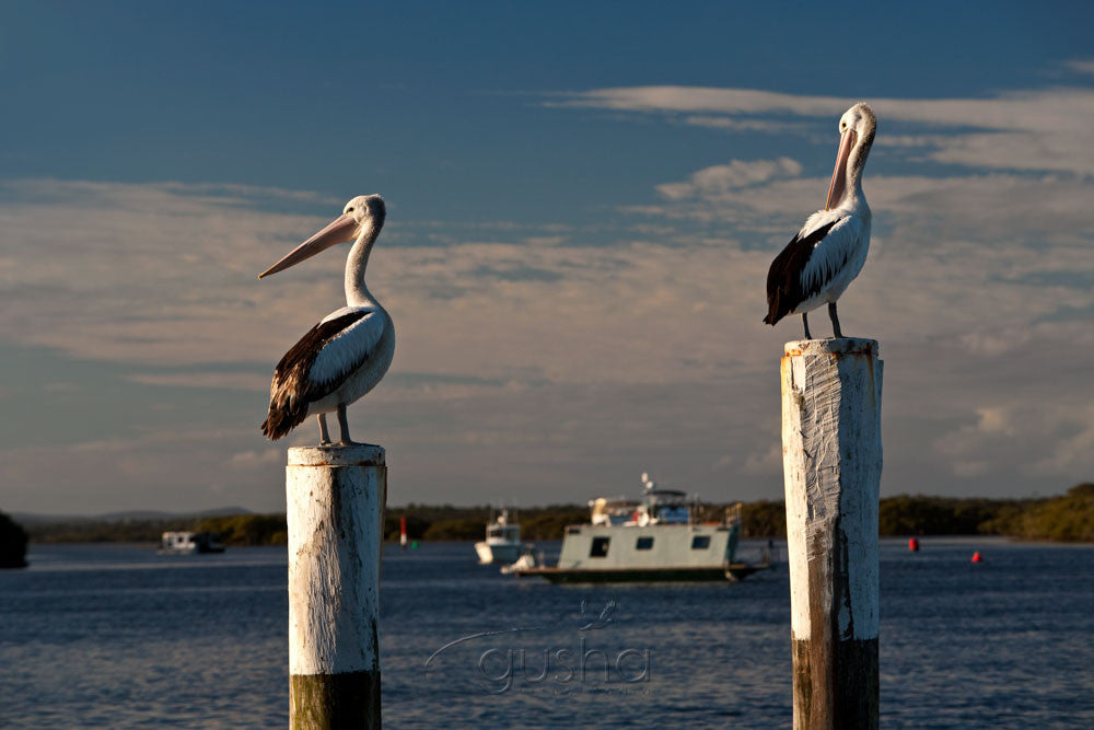 Photo of Pelicans at Tea Gardens HN1620 - Gusha