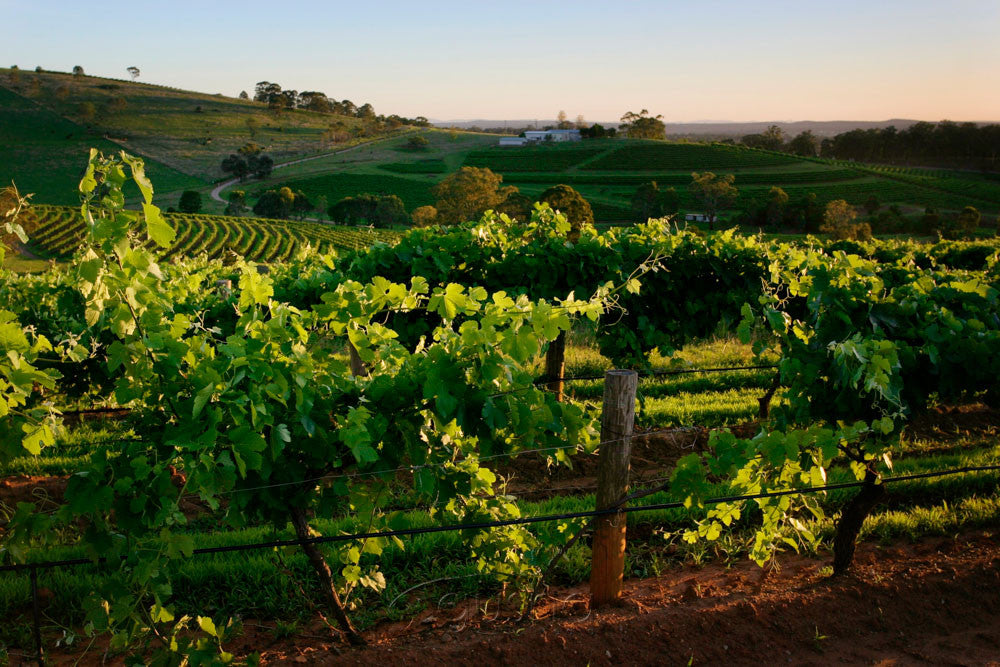 Photo of Hunter Valley HV0548 - Gusha