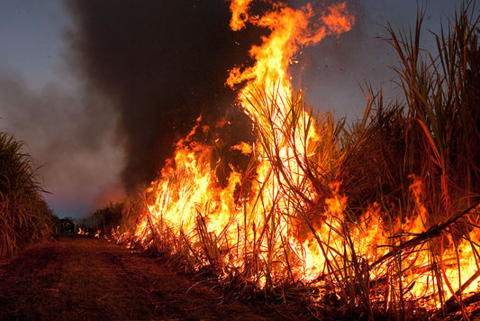 Photo of Sugarcane Burn MC1784 - Gusha
