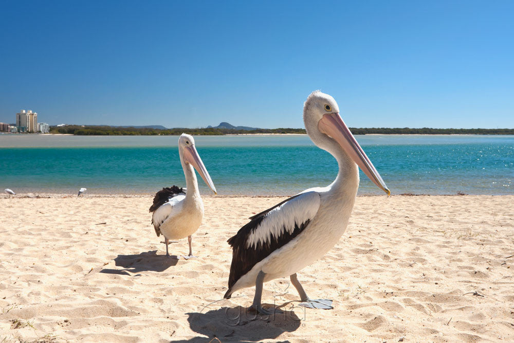 Photo of Pelicans MR1909 - Gusha