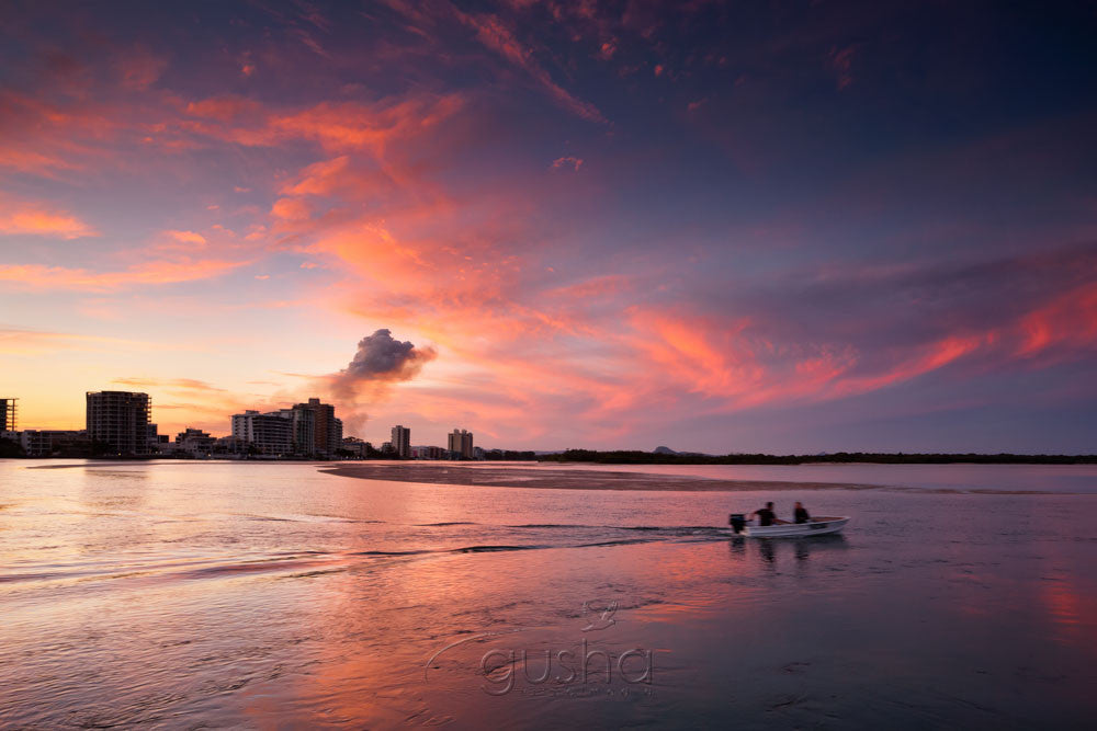 Photo of Cotton Tree MR2622 - Gusha