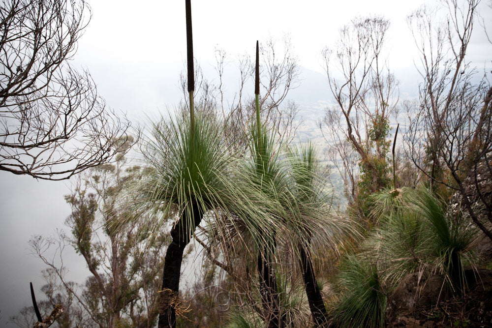Photo of Border Ranges National Park MU2266 - Gusha