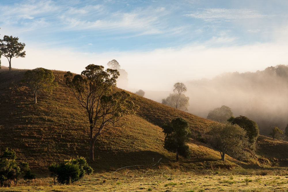 Photo of Tyalgum Farmland MU2272 - Gusha
