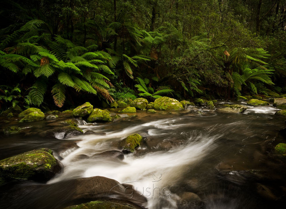 Photo of Otway National Park OT0732 - Gusha