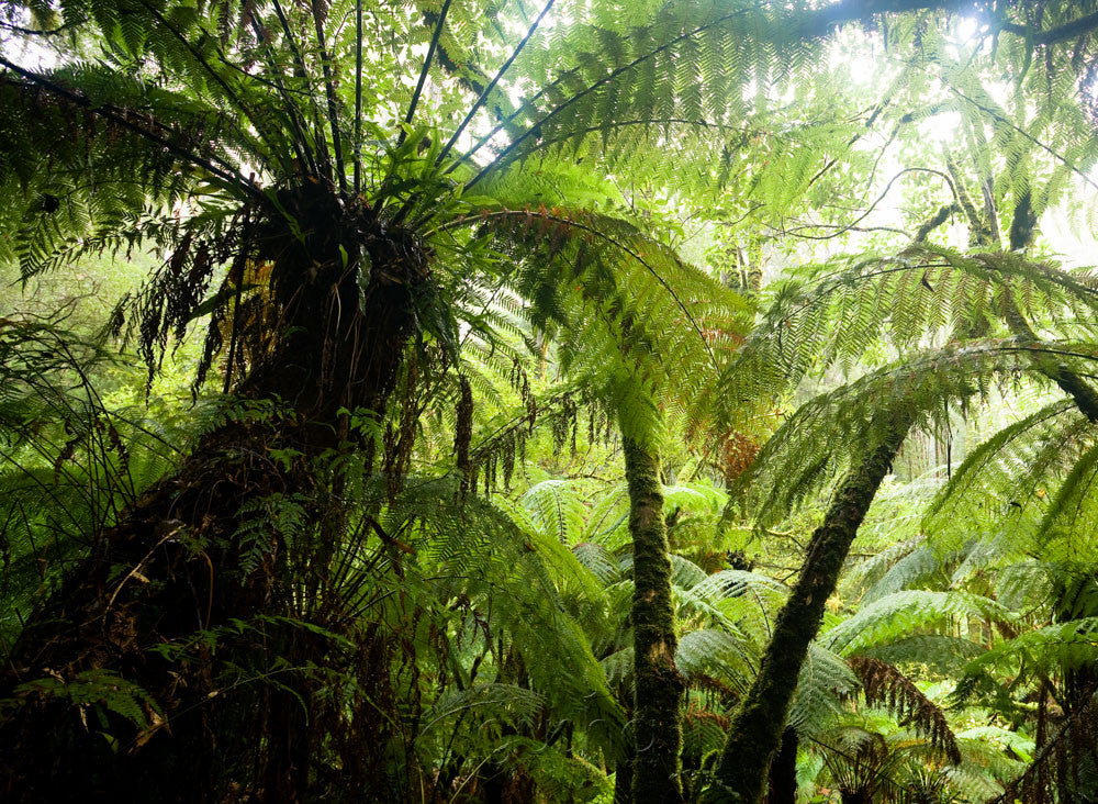 Photo of Tree Ferns OT1158 - Gusha