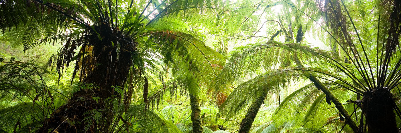 Photo of Otway National Park OT2731 - Gusha