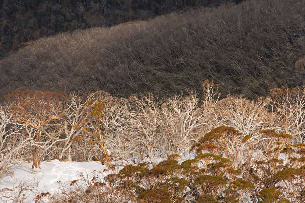 Photo of Thredbo SN2413 - Gusha