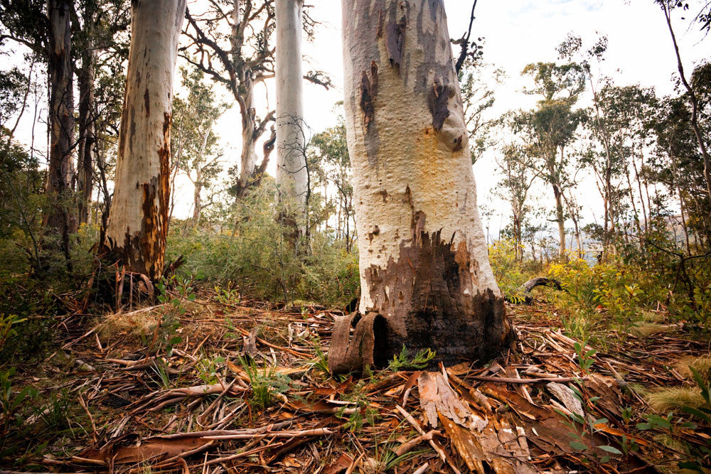 Photo of Gum Trees SN2416 - Gusha