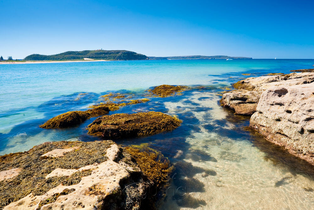 Photo of Palm Beach SYD0911 - Gusha