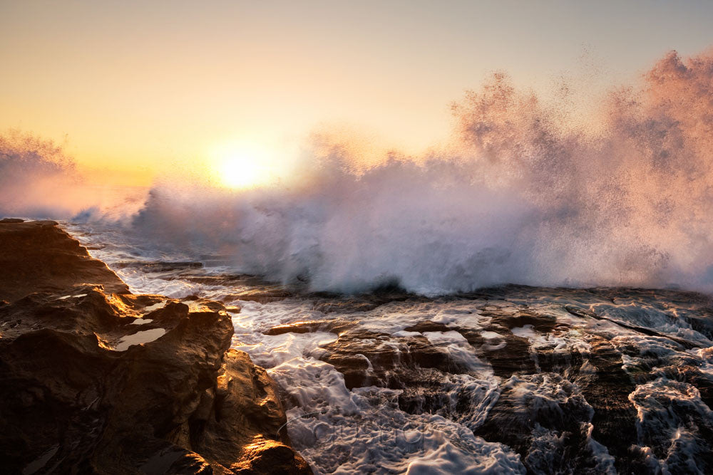 Photo of Freshwater Beach SYD1148 - Gusha