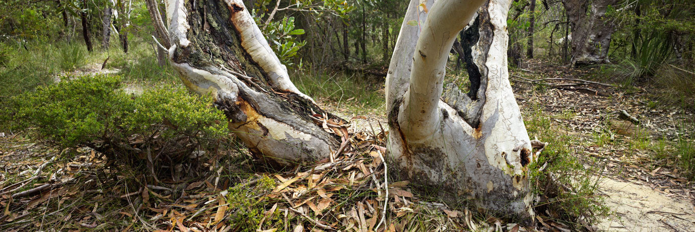 Photo of Kuringgai Chase National Park SYD1189 - Gusha