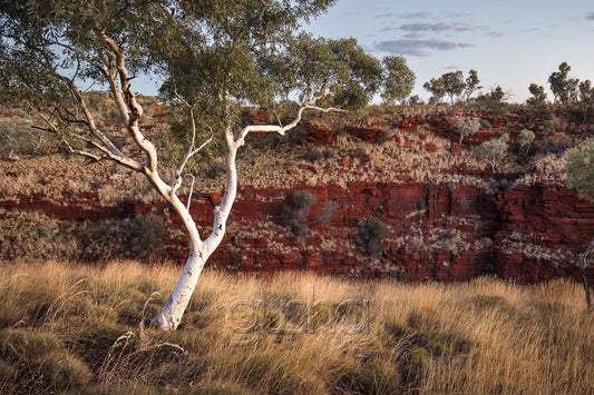 Pilbara Gum PB3527