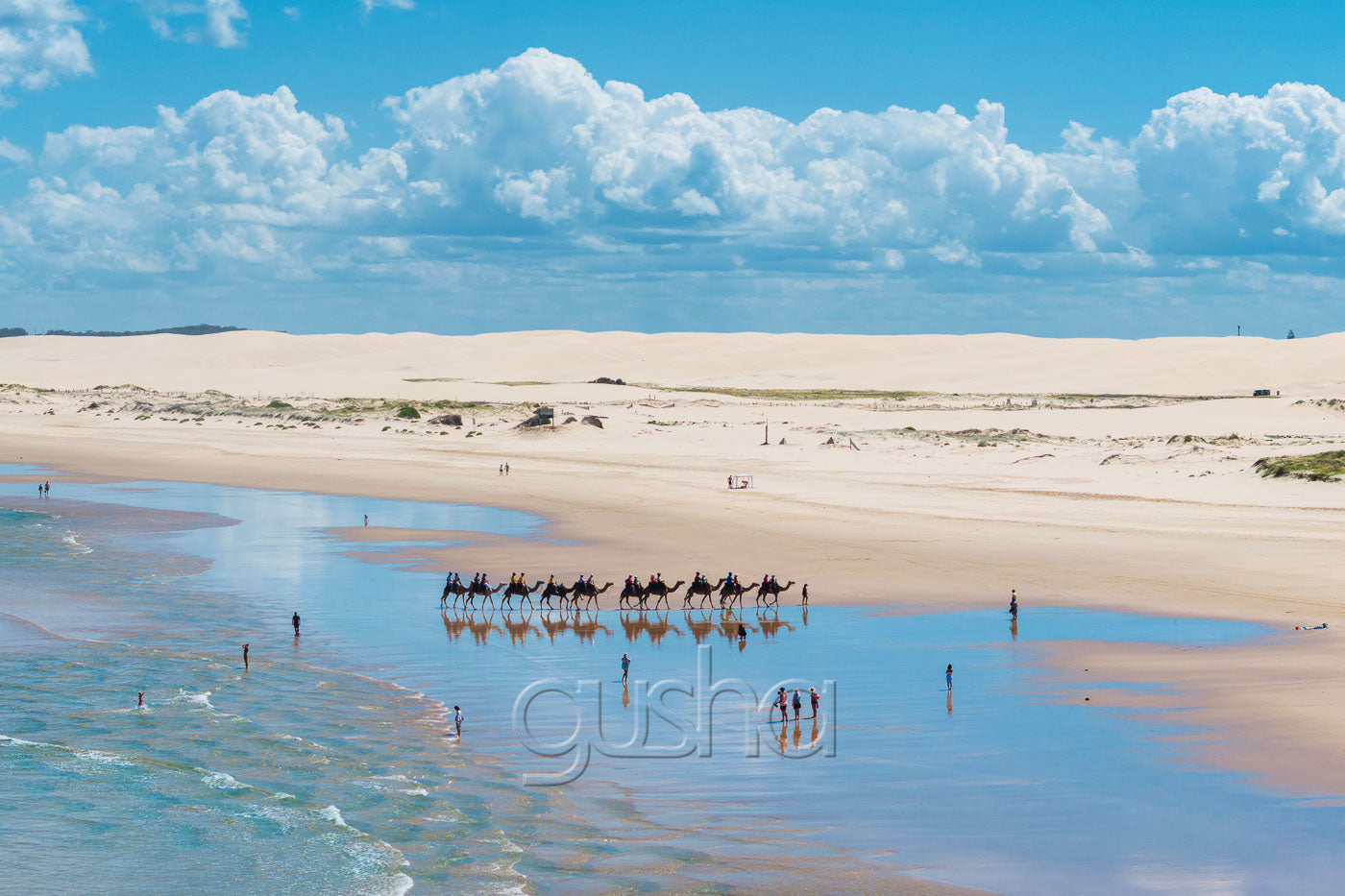 Camels on Stockton Beach Photo