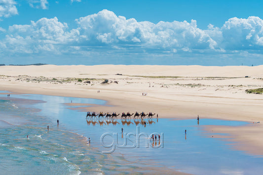 Camels on Stockton Beach Photo