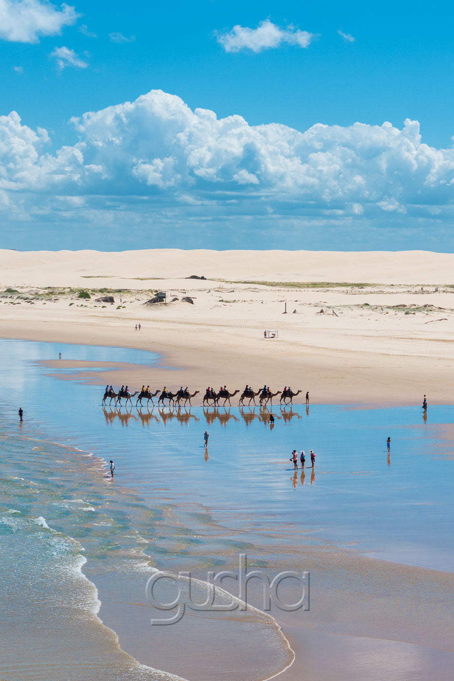 Camels on Stockton Beach photo