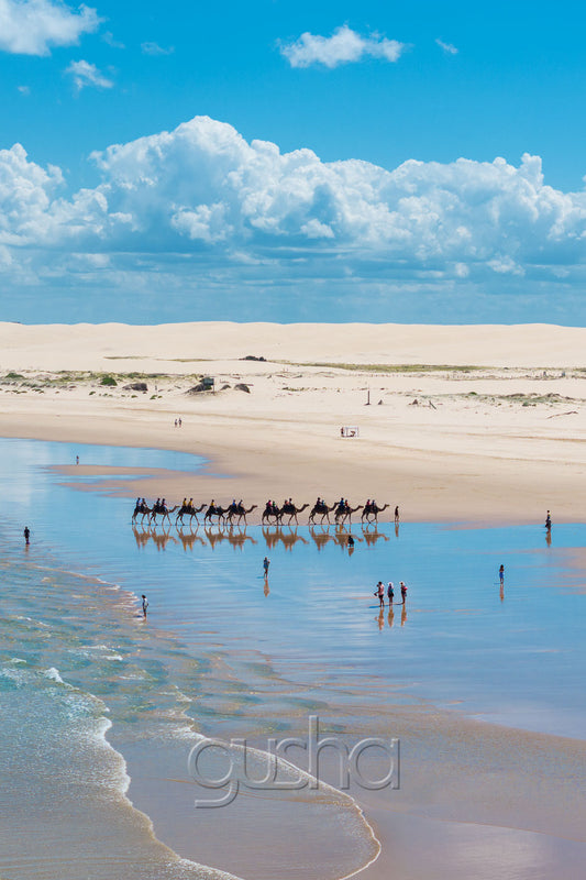 Camels on Stockton Beach photo