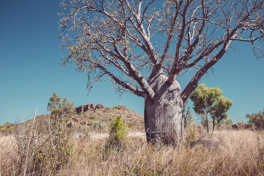 Timber Creek Baobab Photo