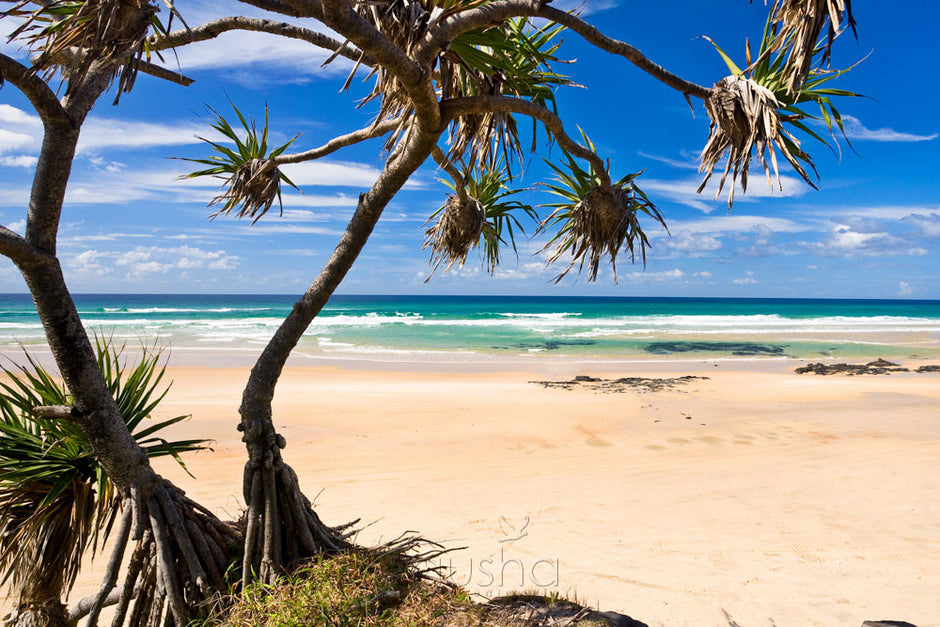 Fraser Island Photos - Gusha
