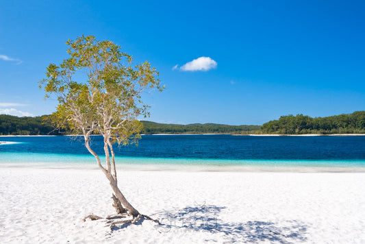 Photos of Lake McKenzie FI3315 - Gusha