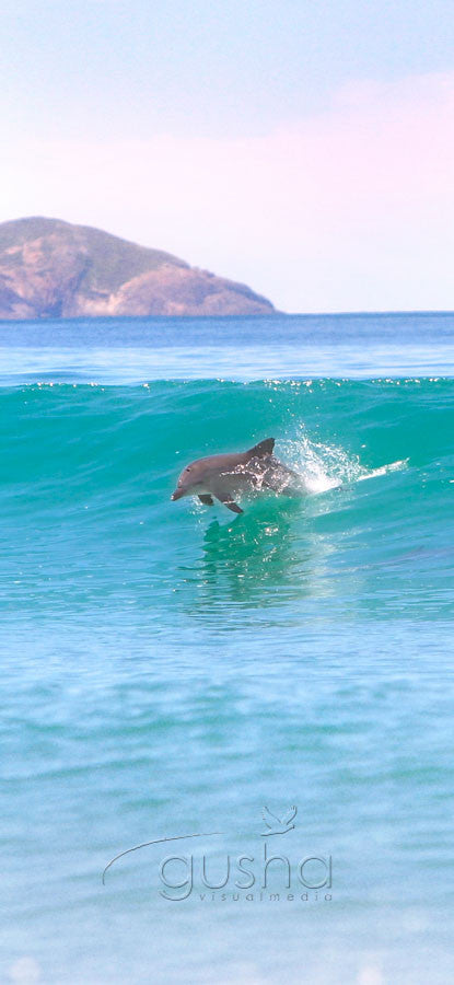 Photo of Bottlenose Dolphins HN0084 - Gusha