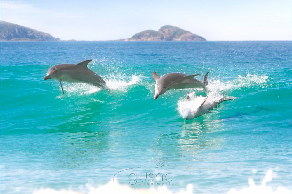 Photo of Bottlenose Dolphins HN0085 - Gusha