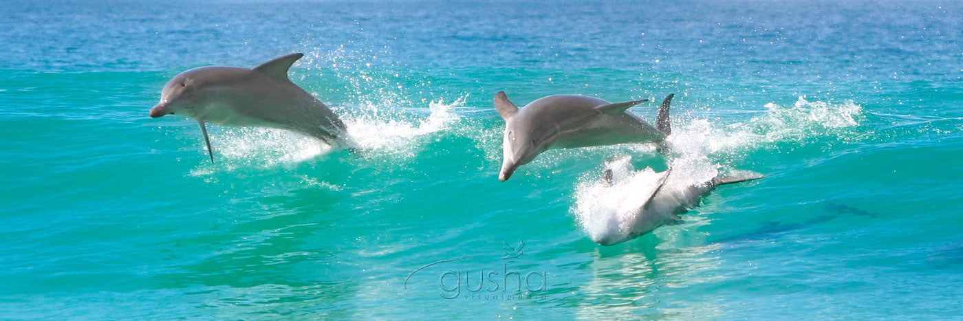 Photo of Bottlenose Dolphins HN1135 - Gusha