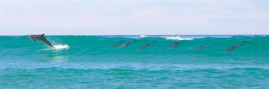 Photo of Bottlenose Dolphins HN2177 - Gusha