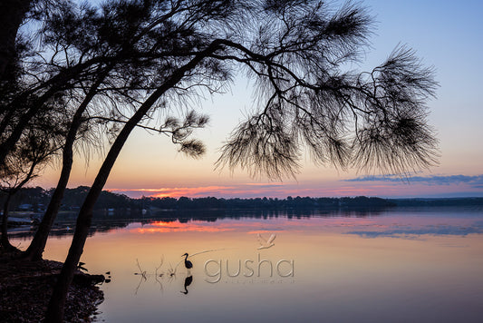 A heron searches for breakfast at sunrise, St Georges Basin