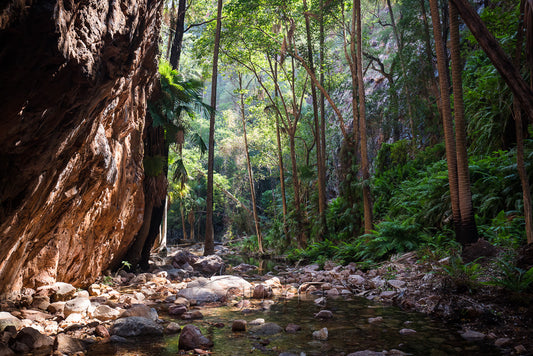 This narrow gorge walk features beautiful stands of palm trees and ferns. An cool escape from the outback sun.