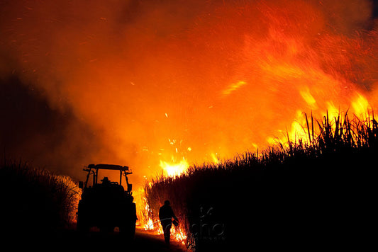 Photo of Sugarcane Burn MC1786 - Gusha