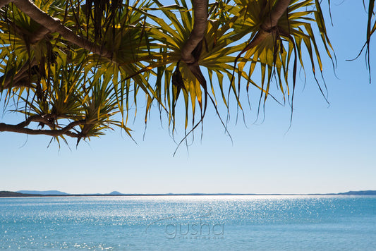 Photo of Pandanus Palms NO2145 - Gusha