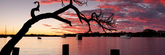 Photo of Noosa River NO2154 - Gusha