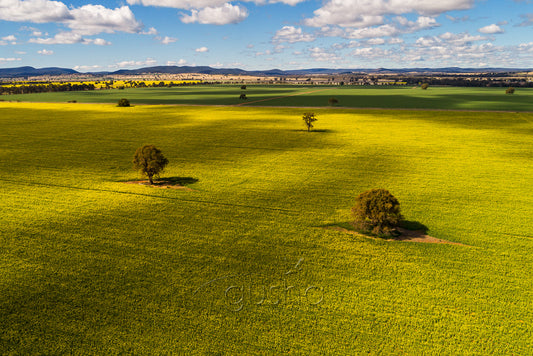 Dappled light warms fields of golden canola near Parkes in New South Wales, Australia.