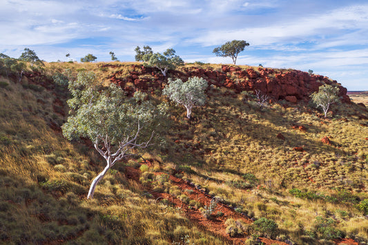 A photo of ghost gum trees growing in the arid Pilbara region of Western Australia.