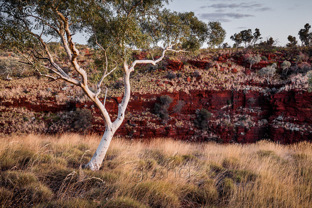 The last light of day highlights a beautiful ghost gum in the Pilbara, Western Australia. Past the gum and the earth falls away into Hancock Gorge. The upper walls of the gorge glow with rich red creating a pleasing contrast with golden spinifex grasses.
