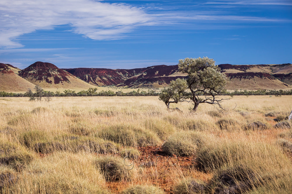 Millstream Chichester National Park photo