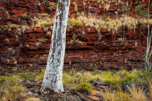 A photo of a gum tree growing in Weano Gorge at Karinjini National Park in Australia.